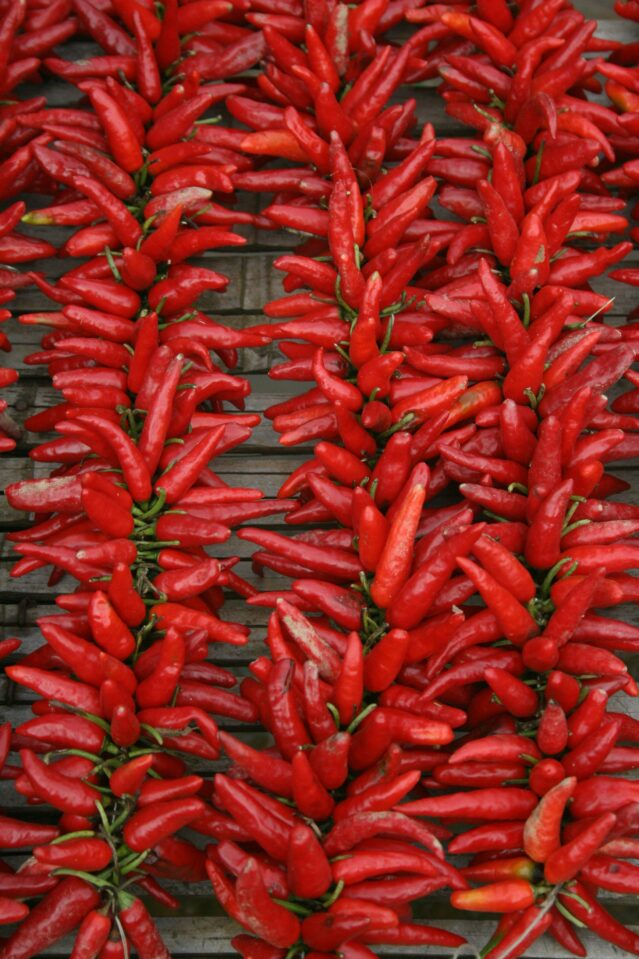 Long stems of red chilli peppers