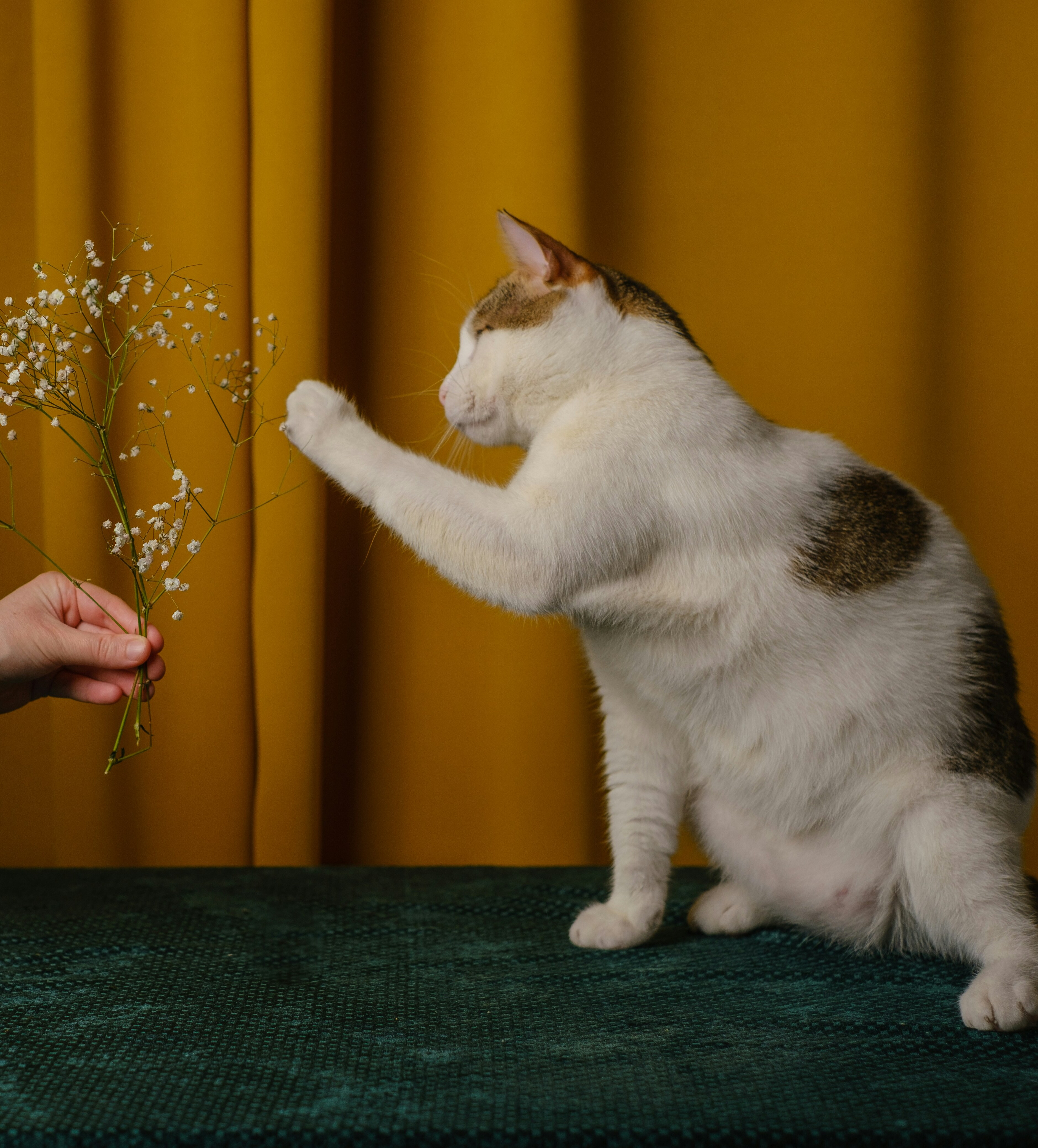 Hand holding flowers to cat in front of curtain