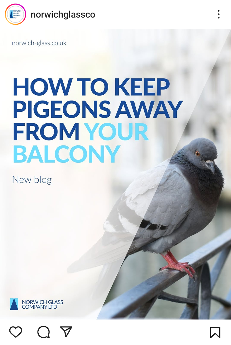 'How to keep pigeons away from your balcony' social post graphic with photo of pigeon